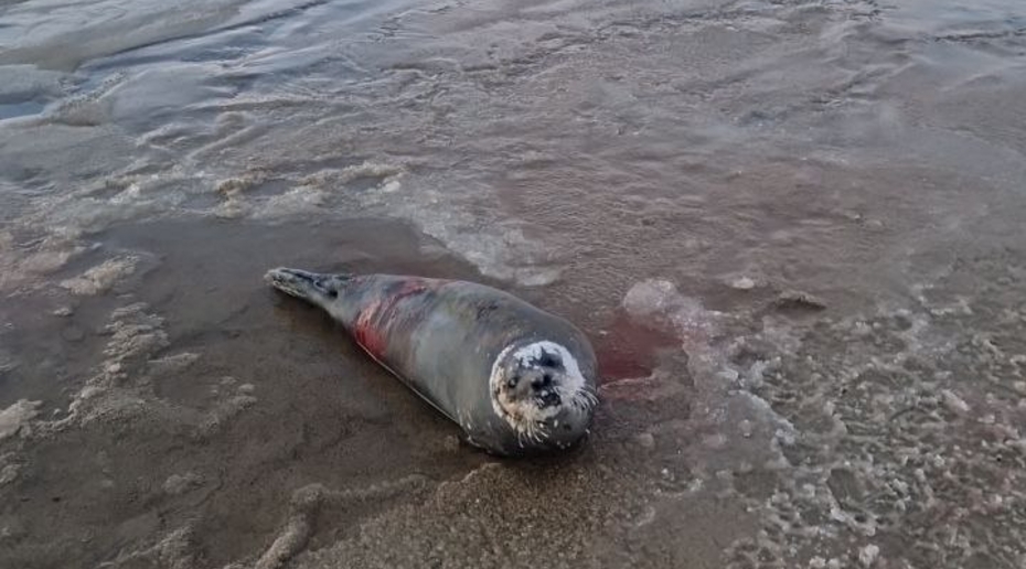 Раненого тюленя обнаружили на берегу моря в Мурманской области