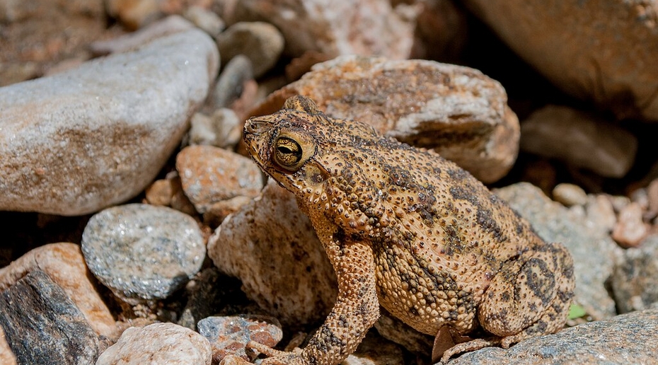 Петербургские волонтёры помогли более 17,5 тысячи жаб добраться до нереста