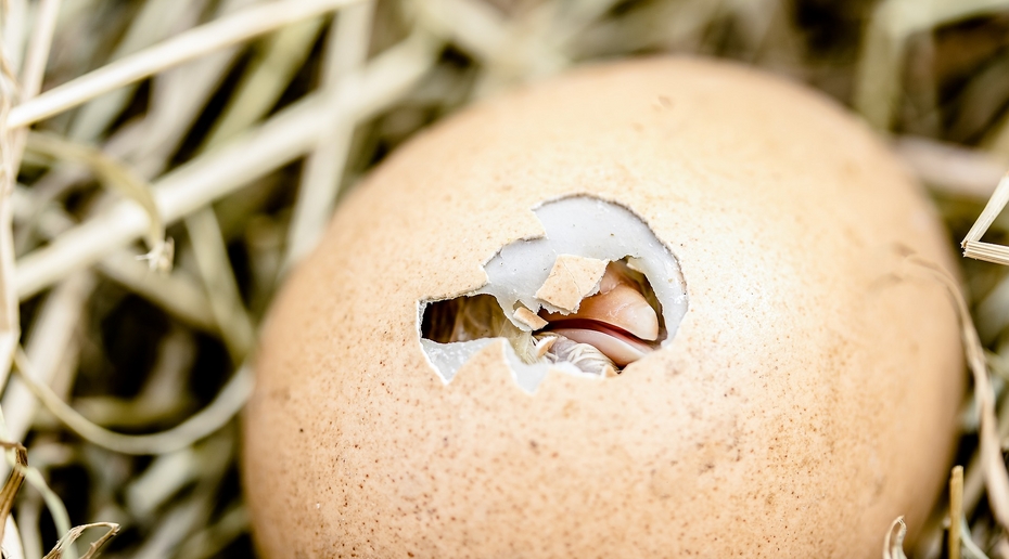«Генералы курам не помогут»: экономиста насмешила прокурорская проверка цены яиц