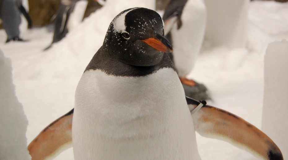 Птичий грипп впервые зафиксировали у пингвинов в Антарктиде