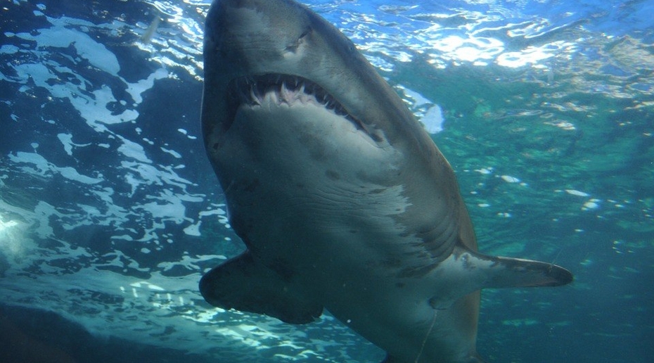 У берегов Владивостока дайвер снял на видео большую стаю акул