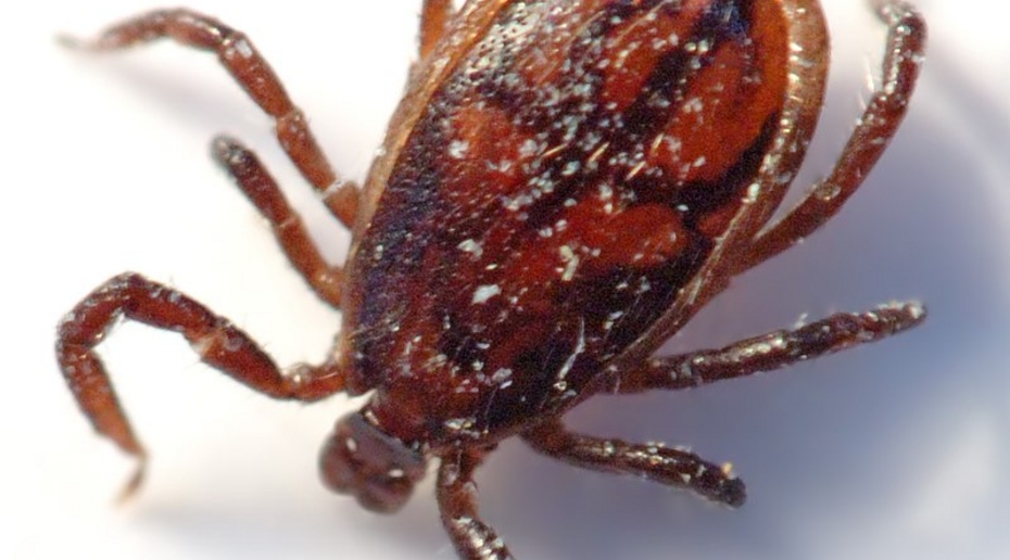 Врач назвала новую болезнь, которую переносят клещи