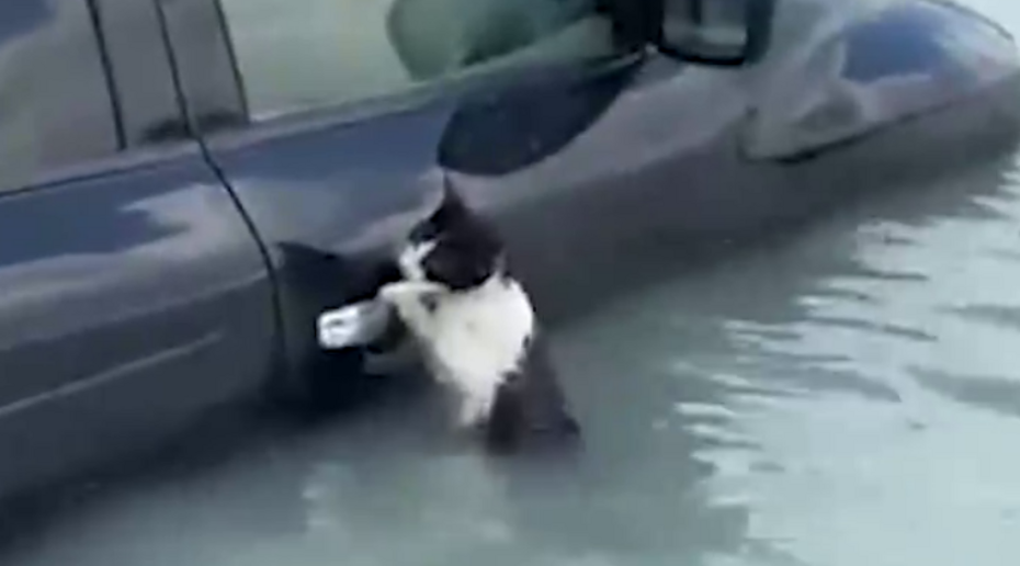 В Дубае спасли зацепившуюся за плавающую машину кошку