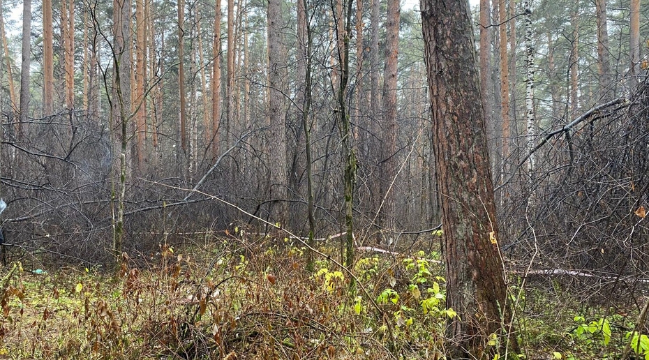 В Екатеринбурге обнаружено тело женщины без головы