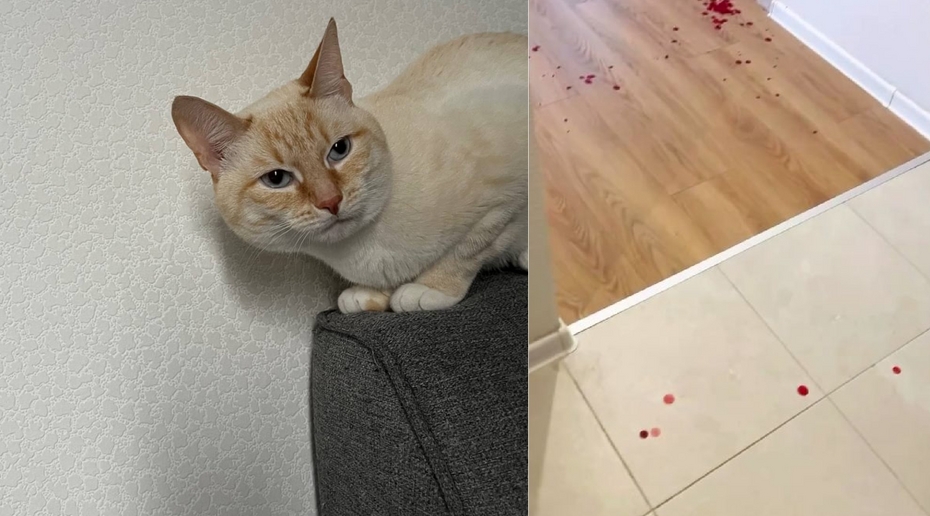 Кот напал на няню, спасая ребёнка в Москве