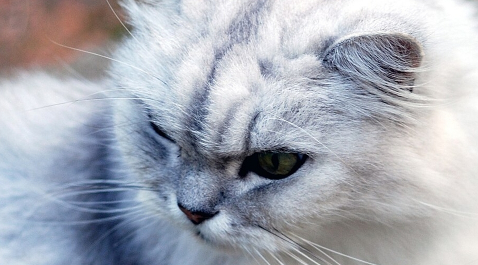 «Главное, не в радугу»: россияне увлеклись перекрашиванием кошек и собак