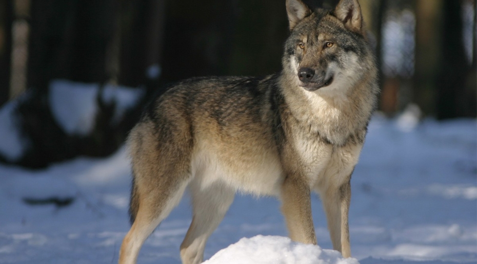 «Повалял, потаскал»: в челябинском контактном зоопарке подростка укусил волк