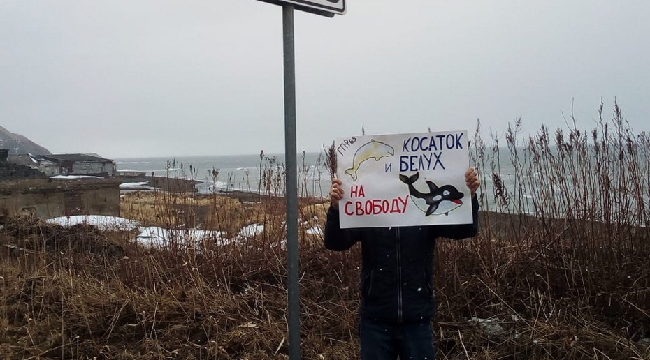 Жители Сахалина вышли на пикеты с требованием освободить косаток и белух из "китовой тюрьмы"