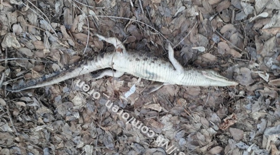В лесу под Оренбургом нашли мертвого крокодила. Проводится проверка