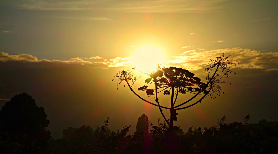 В российском регионе повысили штрафы за борщевик до 1 млн рублей