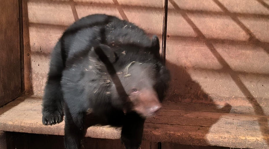 В приморскую школу ворвался гималайский медведь