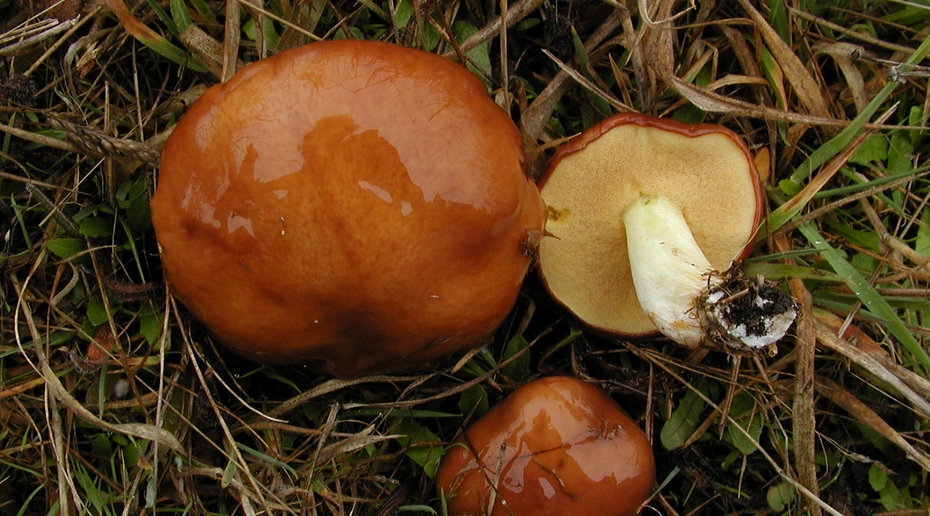 Фото: Nathan Wilson (nathan) на Mushroom Observer, CC BY-SA 3.0 via Wikimedia Commons