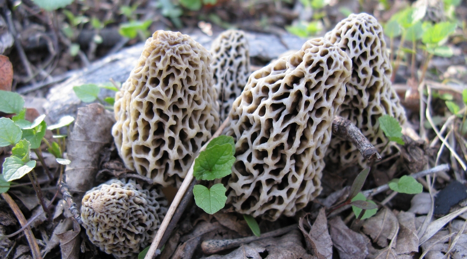 Из-за аномального тепла в псковских лесах вылезли первые грибы