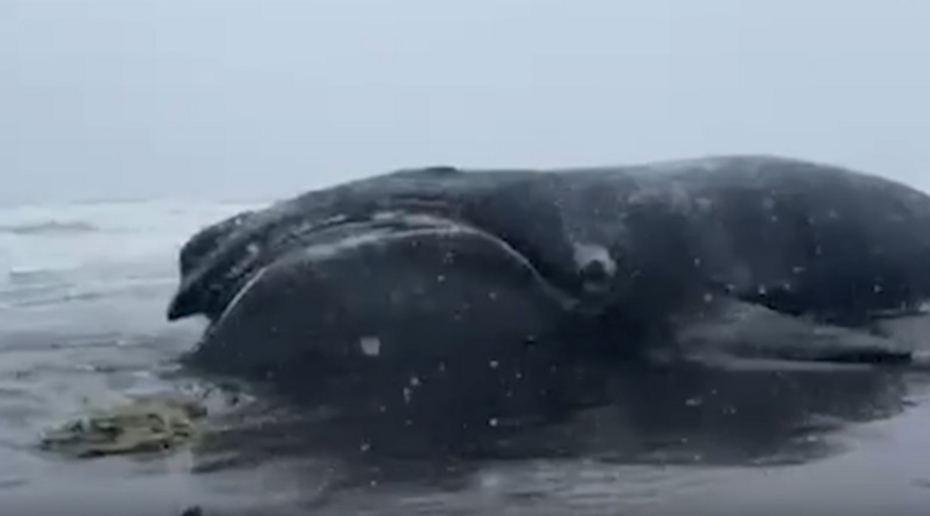 Мёртвого редкого кита прибило к берегам Камчатки