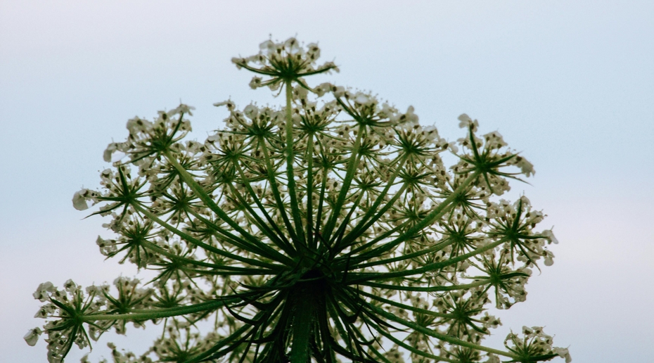 Юрист рассказал, как избавиться от зарослей борщевика