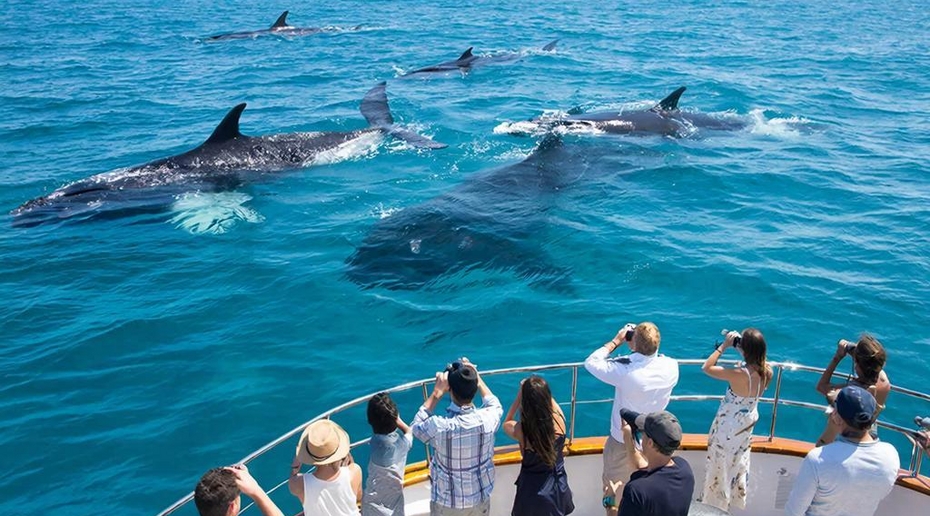 В гости к гигантам: лучшие места для наблюдения за китами