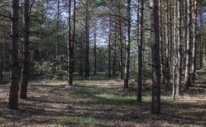 Общество
